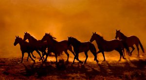 Bathmen te Paard
