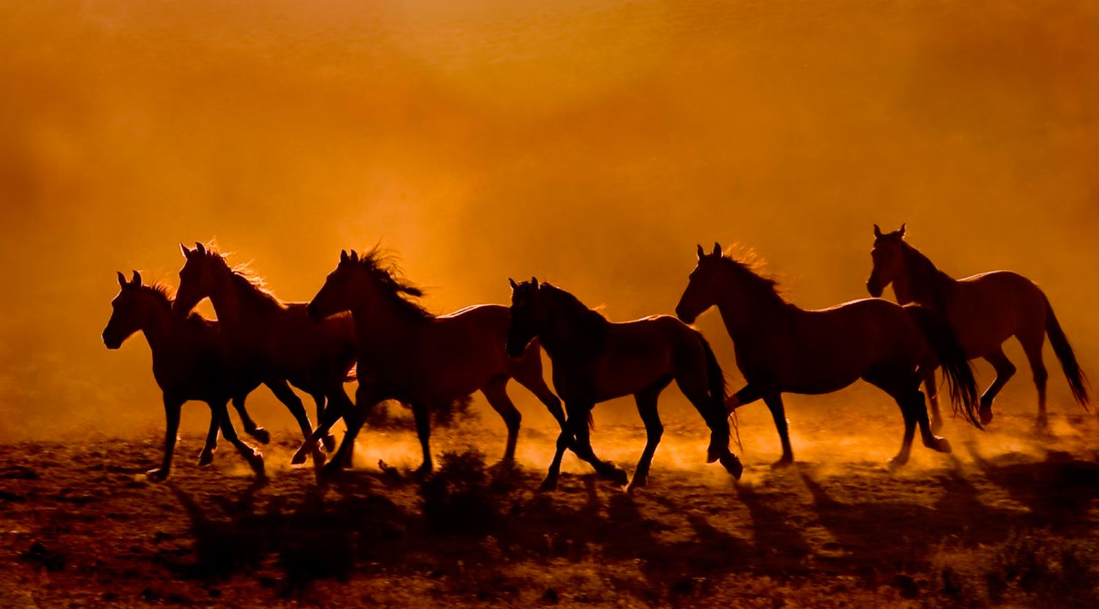 Bathmen te Paard